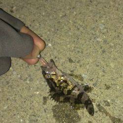 タケノコメバル！？