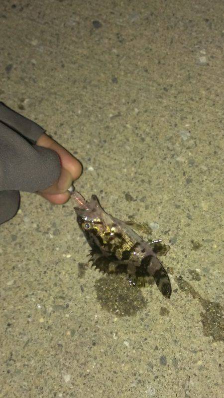 タケノコメバル！？