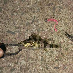 サイズが伸びない……