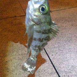 最近は調子良いです♪♪