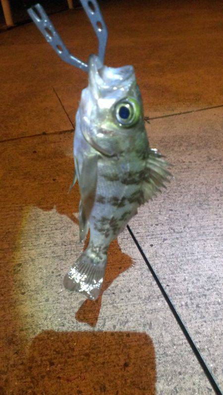 最近は調子良いです♪♪