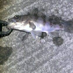 色々釣れました