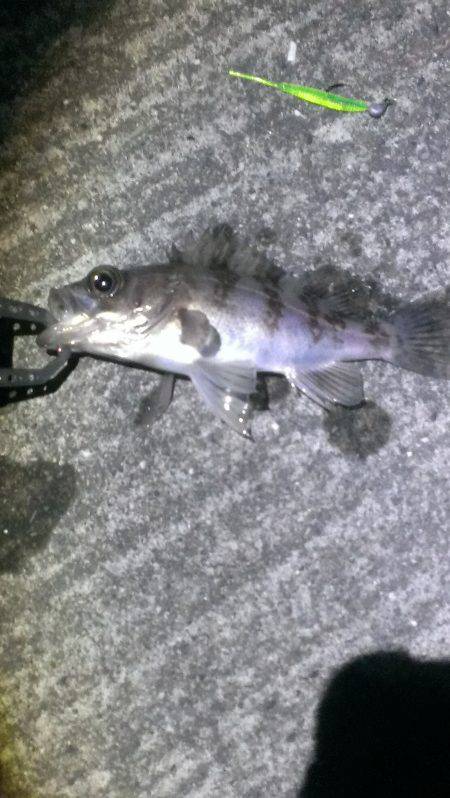 色々釣れました