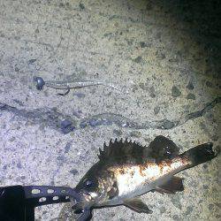 我慢の釣りでした！