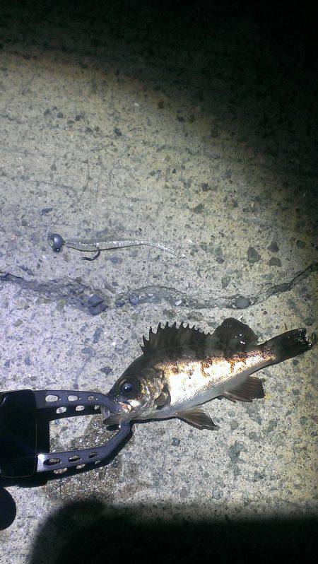 我慢の釣りでした！