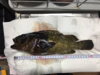 ﾒﾊﾞﾘﾝｸﾞ