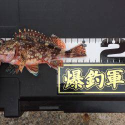 激渋ライトゲーム