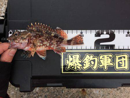 激渋ライトゲーム