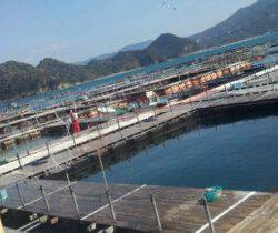 海上釣り堀紀州