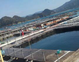 海上釣り堀紀州