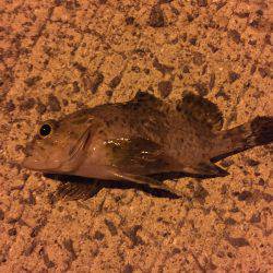 久しぶりの泉佐野