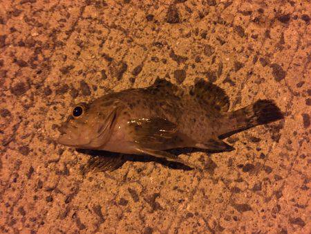 久しぶりの泉佐野