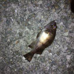 爆風の中めばりんぐ