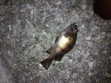 爆風の中めばりんぐ