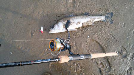 平日デイシーバス