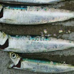 昼のみ短時間釣り