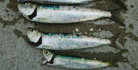 昼のみ短時間釣り