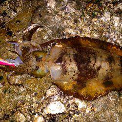 やっと釣れた〜