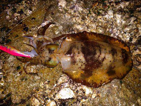 やっと釣れた〜
