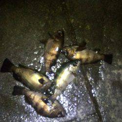 メバリング好調!