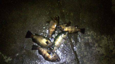 メバリング好調!