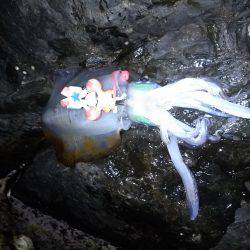 やや、うねりあり