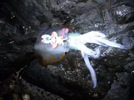 やや、うねりあり