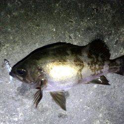 潮悪く一匹のみ