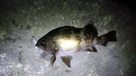 潮悪く一匹のみ