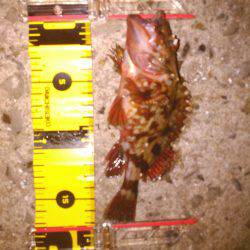 メバリングのはずが・・・