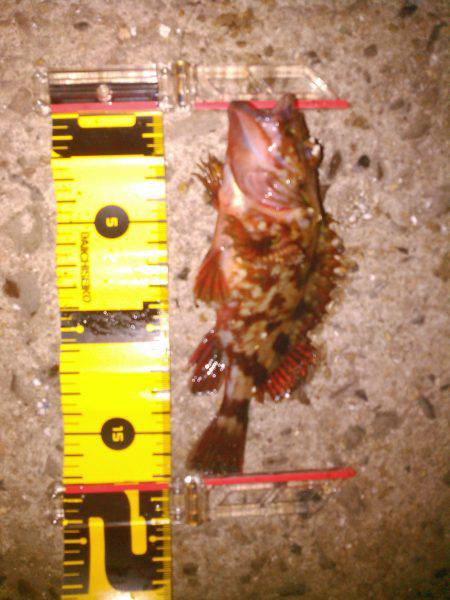 メバリングのはずが・・・