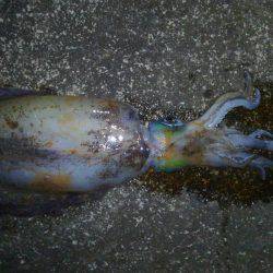 今季初ヤエン！