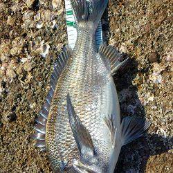 みなべ堺でグレ釣り？