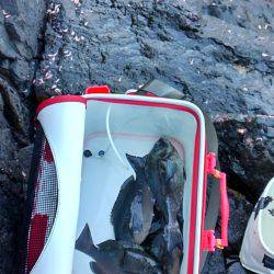 潮岬でグレ釣り