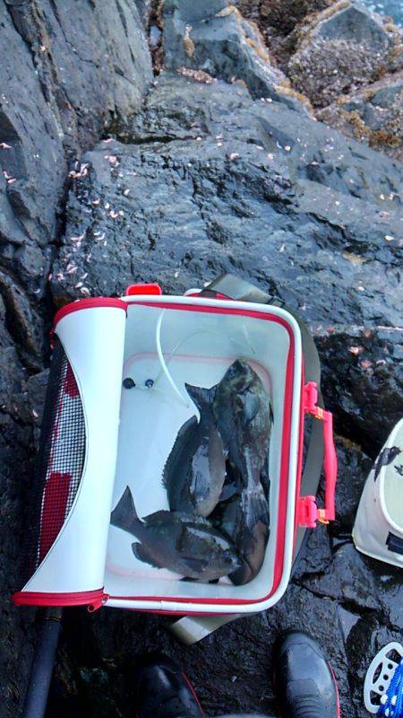 潮岬でグレ釣り