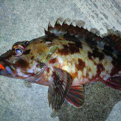 ライトワインドです