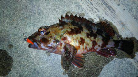 ライトワインドです