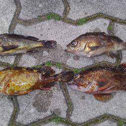 泉南メバリング