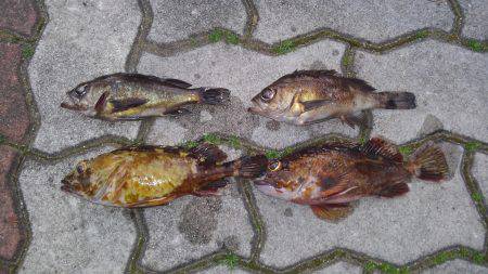 泉南メバリング