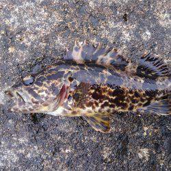 ミップル周辺で釣りをする(笑)。