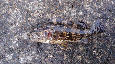 ミップル周辺で釣りをする(笑)。