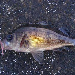 ミップル周辺で釣りをする(笑)。