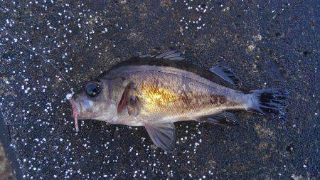 ミップル周辺で釣りをする(笑)。