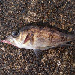 ミップル周辺で釣りをする(笑)。