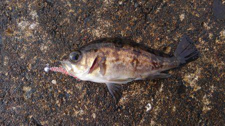 ミップル周辺で釣りをする(笑)。