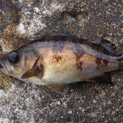 ミップル周辺で釣りをする(笑)。