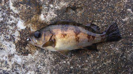 ミップル周辺で釣りをする(笑)。