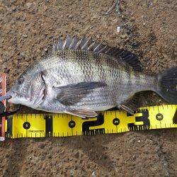 エビ撒き釣りでチヌ&ハネ快釣♪