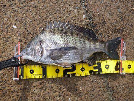 エビ撒き釣りでチヌ&ハネ快釣♪