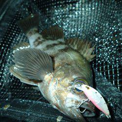 プラッキングメバルでウハウハ